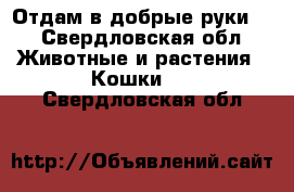 Отдам в добрые руки ! - Свердловская обл. Животные и растения » Кошки   . Свердловская обл.